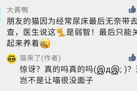 猫总尿床被带去医院做检查，兽医：这猫是弱智...图片