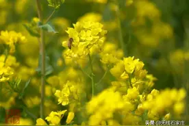 鹿泉常馨谷：医护人员及其家属全年免费图片