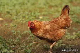 哪三种蔬菜不能喂鸡？图片