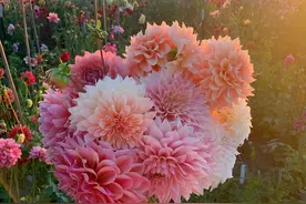 心软一生穷，人到中年后，这四件事一定要“心狠”图片