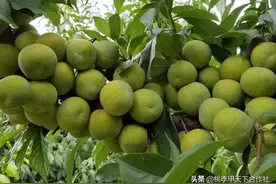 怎么挑选李子苗？怎么选到优质的李子苗？图片