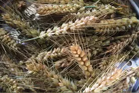 招远老南乡：农村过端午节的六条习俗，您知道几条？图片