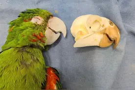 拯救鹦鹉！巴西一只鹦鹉的喙严重受损，装上人工喙后可以吃米糊图片