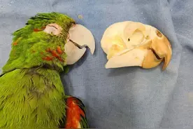 拯救鹦鹉！巴西一只鹦鹉的喙严重受损，装上人工喙后可以吃米糊图片