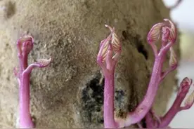 想要种植高产大薯请往下看，重达二十多斤，一次种植采收多年图片
