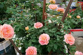 家里常见的7种“小东西”，喜欢养花别扔掉，它们用处也挺多图片