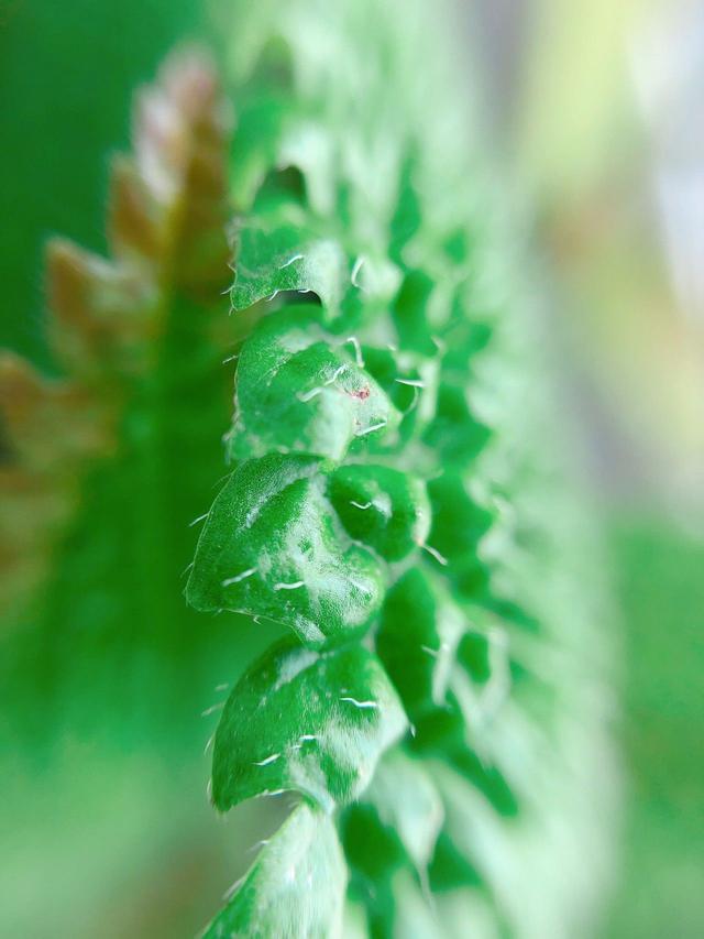 养在阴凉潮湿处的皱叶冷水花，小众的观叶植物，适合养成室内盆栽