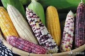 一年两季种植鲜食糯玉米，每亩收入近万元的“密诀”图片