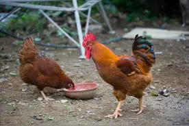 “十年鸡头胜砒霜，鸡冠越老越有毒”，争议巨大的鸡头，能吃吗？图片