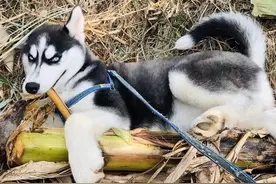 消防小哥，训练哈士奇做警犬，结果二哈把消防队拆了图片