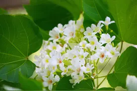 green（绿色）及常见的用法图片