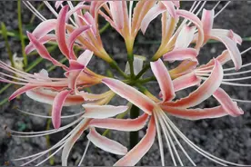 十种“大毒花”，家里经常养，越漂亮毒性越大，避开为好图片