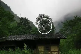 四川一黑熊偷吃居民3箱蜂蜜，爬上树睡觉不走了！怎么破？图片