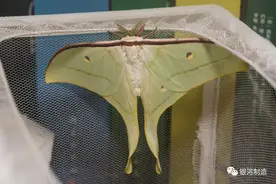 自然记录 | 蛾生一瞬（宁波尾大蚕蛾生活史记录）图片