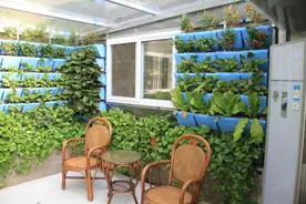 浙江农民室内3米立体栽培“带电”蔬菜，用电防虫不打药，涨见识图片