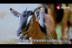 羊的瞳孔为什么是方的？看西瓜视频创作人是怎么说的？收获新知识图片