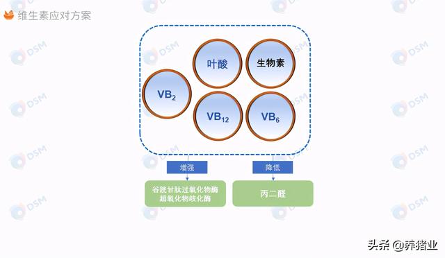 李曼大会听课笔记连载（二）（母猪营养、生长速度、应激、无抗）