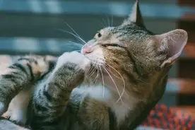 你的猫咪可能正处于脱水状态，你知道吗？图片