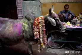 牛粪牛尿成印度经济命脉？印度人都嫌丢人图片