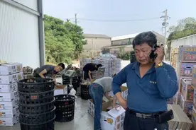 滞销期到来？台湾业者：凤梨已崩至成本价，命悬一线图片