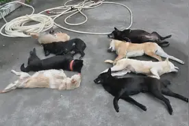 偷狗用的毒针有多毒？哥哥偷狗弟弟开车，毒针误扎到弟弟后悲剧了图片