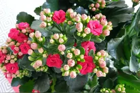 长寿花开花的4大条件，花后也能重新复花，是很好养的一种多肉图片
