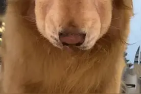 主人拿鸡腿馋金毛，狗狗瞬间垮脸，网友爆笑：生气是真的，馋也是图片