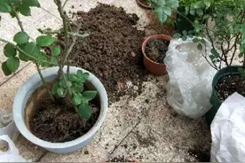 养花的“旧土”别浪费，3步巧加工，又“肥的流油”，养花一级棒图片