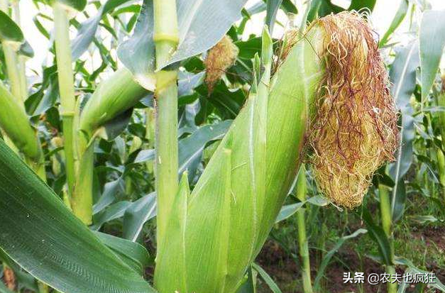 熟吃是粗粮，生吃是水果，比西瓜甜，1斤5元，却被质疑是转基因