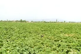 贝贝南瓜 丰收在望图片