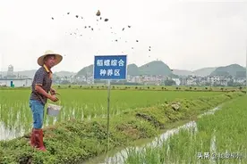 柳州有只“金太阳田螺”！老百姓说它是田里的“鲍鱼”图片