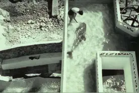 NASA资助过一项实验：海豚与人，结果颠覆预期，实验完全失控图片