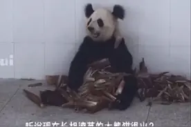 听说长相潦草的大熊猫特别火？你来看看~陕西大熊猫小丫长相潦草吗？图片