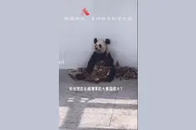 听说长相潦草的大熊猫特别火？你来看看~陕西大熊猫小丫长相潦草吗？图片
