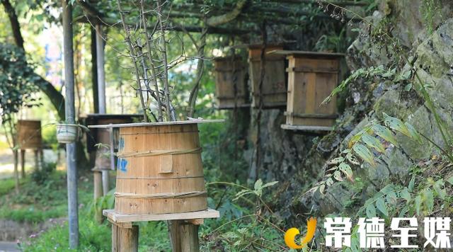 桃源乌云界：白云生处养蜜蜂，年产值达70万元