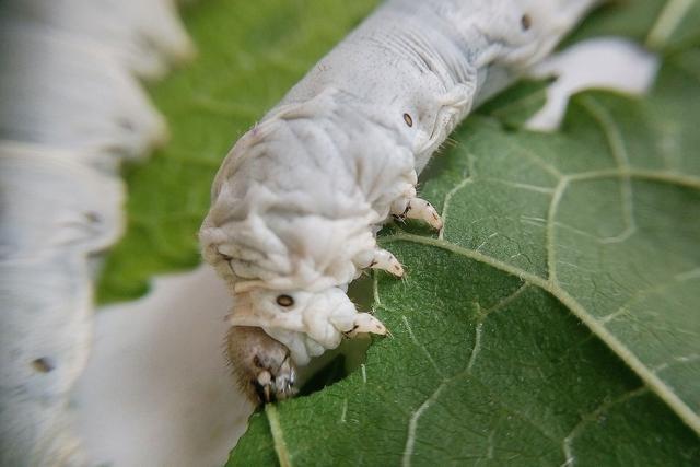 蚕有眼睛吗 蚕有眼睛吗?_品学知识网