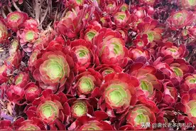 建筑用的沙子和纯颗粒栽种多肉有什么区别？二选一的话我选纯颗粒图片