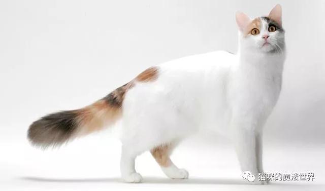 土耳其安卡拉猫 土耳其安哥拉猫和狮子猫的区别(图4) 土耳其安卡拉猫 土耳其安哥拉猫和狮子猫的区别(图4)