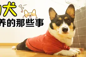 喂食幼犬该如何定量？前3个月的喂养，决定狗狗的一生视频封面