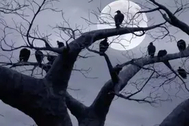 绝顶聪明的鸟类，带有神话色彩的传说，神鸟乌鸦图片