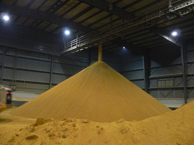 玉米酒糟在养猪上的妙用，猪不仅爱吃还能降低成本！