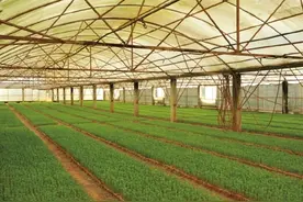 突破扦插瓶颈，科学家实现松树高效规模化繁育图片