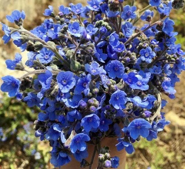 贝拉小蜜蜂草本身体乳