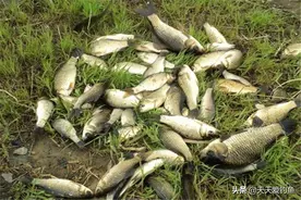 梅雨季节钓鲫鱼，别守着钓底，出现鱼离底上浮，可以试试这些钓法图片