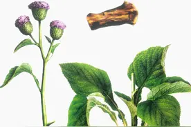 中药古今研究：木香图片