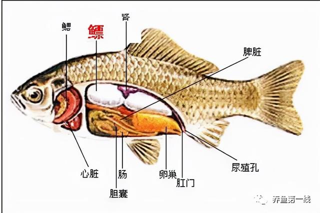 鱼鳞由什么组成