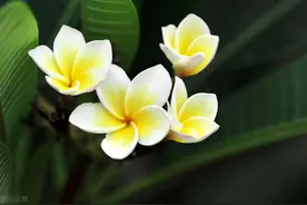 名字起好了，就成功了一半？植物界中的神仙起名，果真名副其实图片