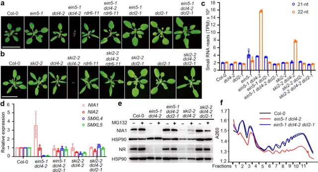 南科大郭红卫团队报道22nt siRNA重要生物学功能