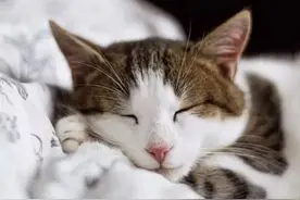 猫厌食和嗜睡可能是猫胰腺炎在作怪！我们该如何预防?快get这5招图片