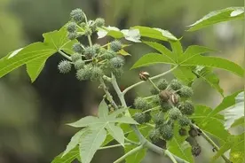 蓖麻：很多人玩过也吃过，殊不知全株有毒，还被美国列为战略物资图片